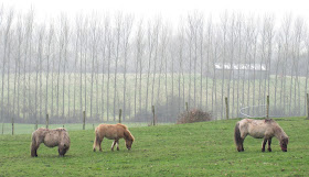 Small ponies.  Shetlands?  One Tree Hill, 17 March 2012.