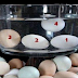 Πως Ξεχωρίζουμε Τα Φρέσκα Αυγά; Έξυπνο Και Απλό Κόλπο!