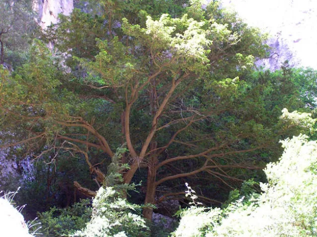Tejo en Beceite, taxus baccata, fon del teix, fuente del tejo, nacimiento del río Matarraña.