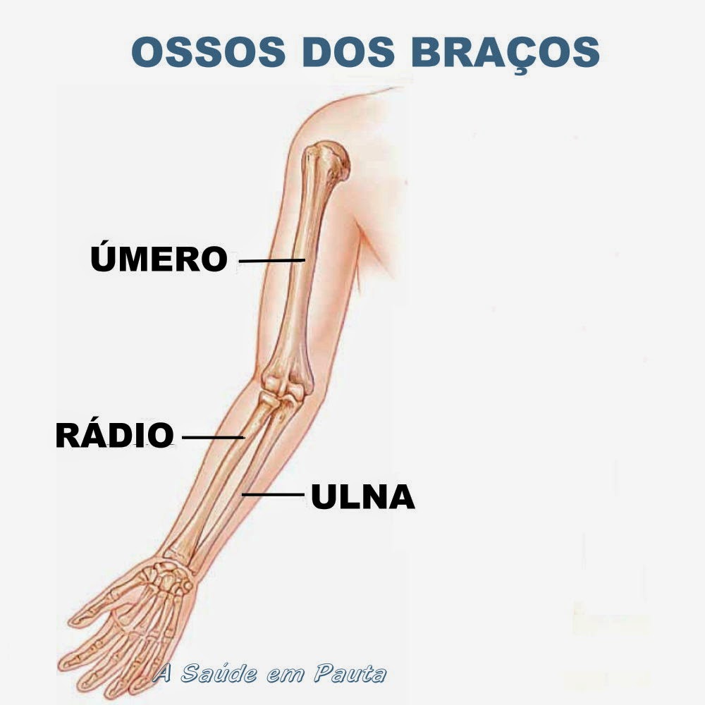 Ossos do Corpo Humano. Nomes, função e localização. A Saúde em Pauta Ossos do Corpo Humano. Nomes, função e localização. A Saúde em Pauta