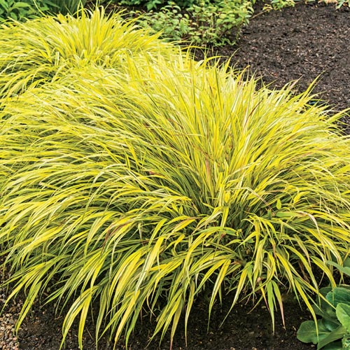 Durham Council of Garden Clubs August 2015