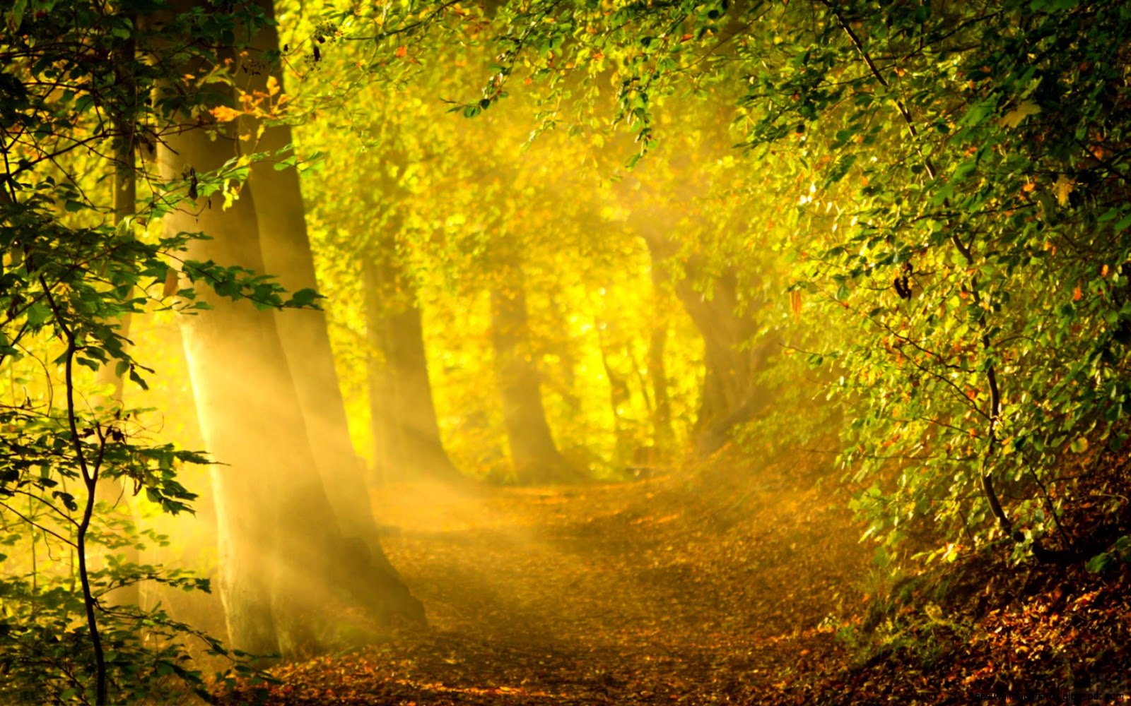Beautiful Forest Path Pictures