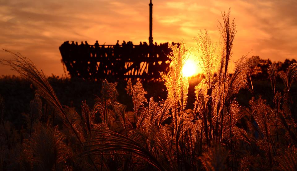 ชมดอกหญ้าและวิวพระอาทิตย์ตกที่สวนฮานึล Haneul Park & Seoul Eulalia