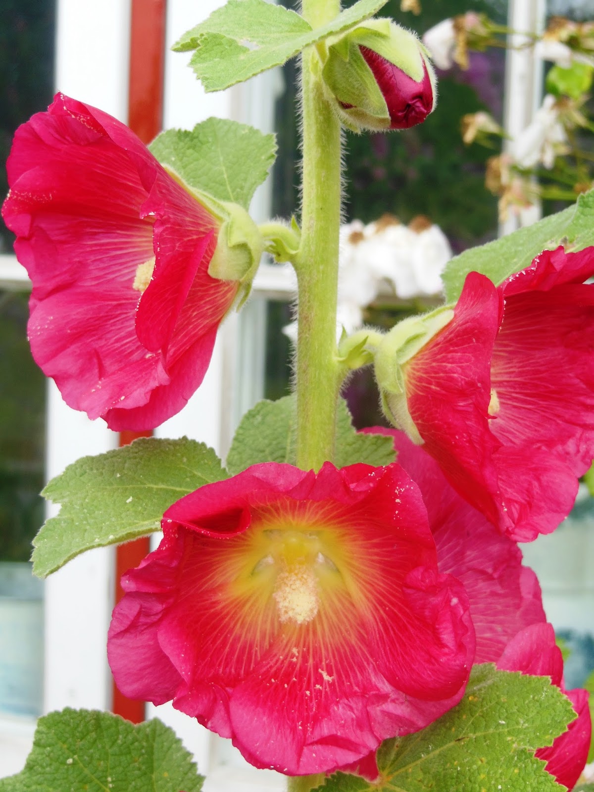 Signes sammensurium: Hekta på stokkroser......