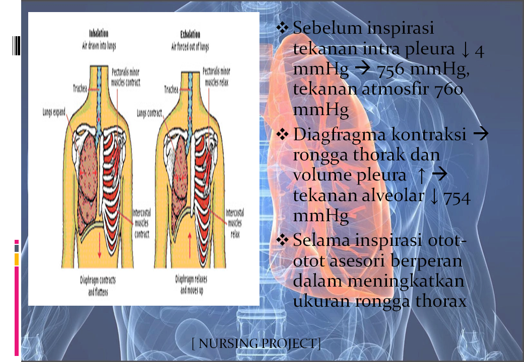NURSING PROJECT: ANATOMI DAN FISIOLOGI SISTEM RESPIRASI
