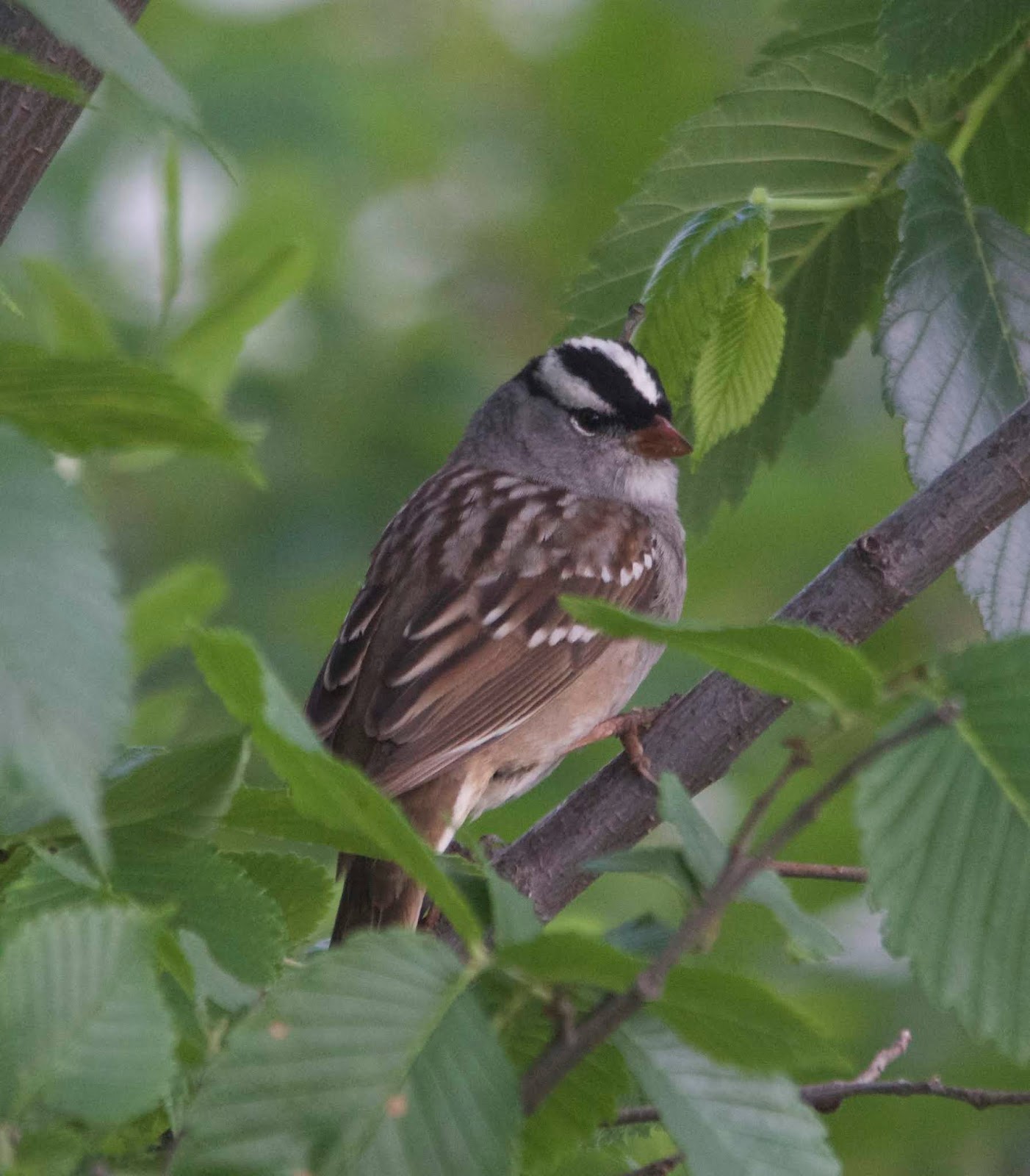 PHOTOGRAPHY BY DEB HIRT Oklahoma Winter Bird Profile Whitecrowned Sparrow