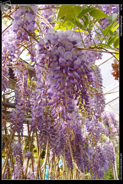 2013-03-23 梅峰農場 春之饗宴 台大森林實驗林_最近正流行的紫藤花！