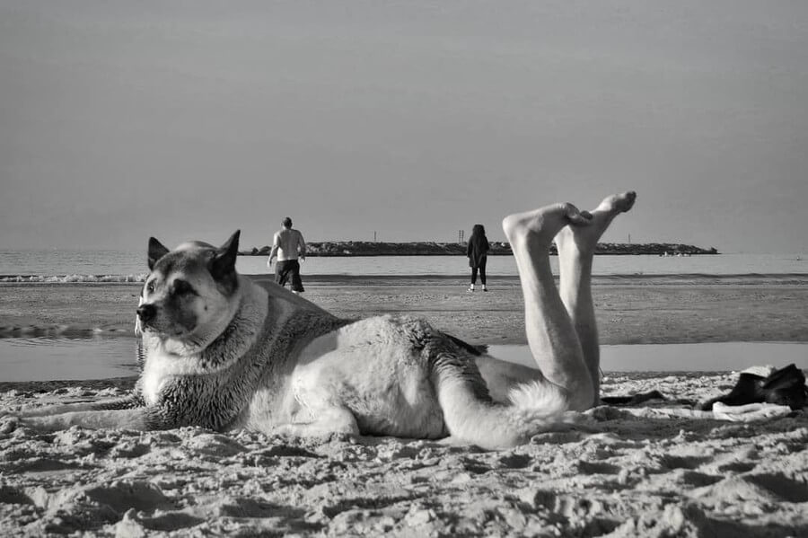 05-Dog-with-Legs-Anthimos-NtagkasNo-Photos-www-designstack-co