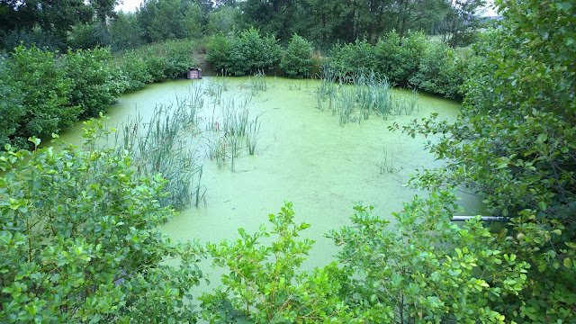 kranker Karpfenweiher im August (c) by Joachim Wenk 