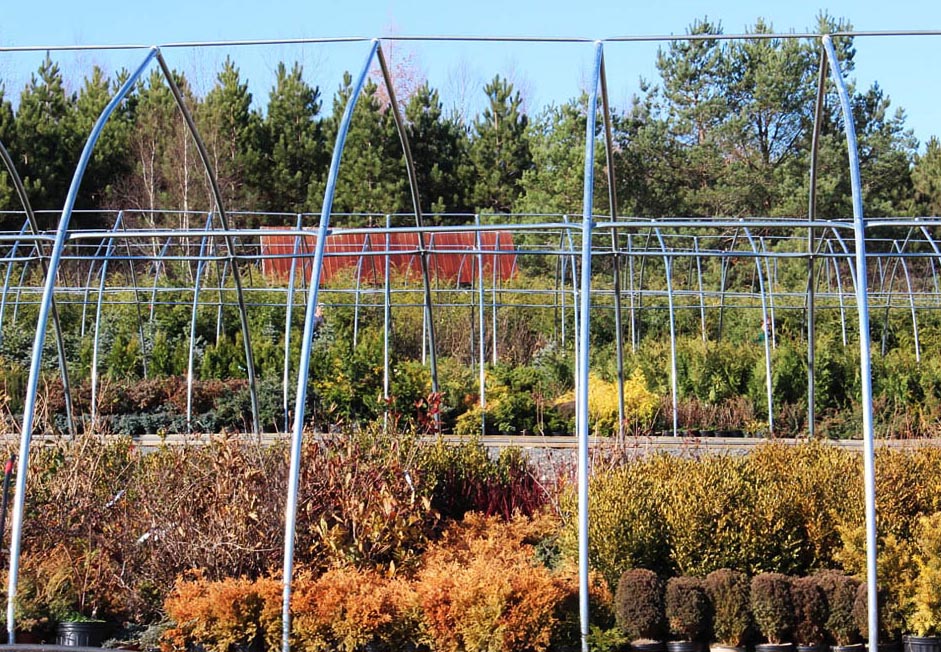 Baldwin Nurseries Perennials, shrubs, trees for Nova Scotia Gardeners