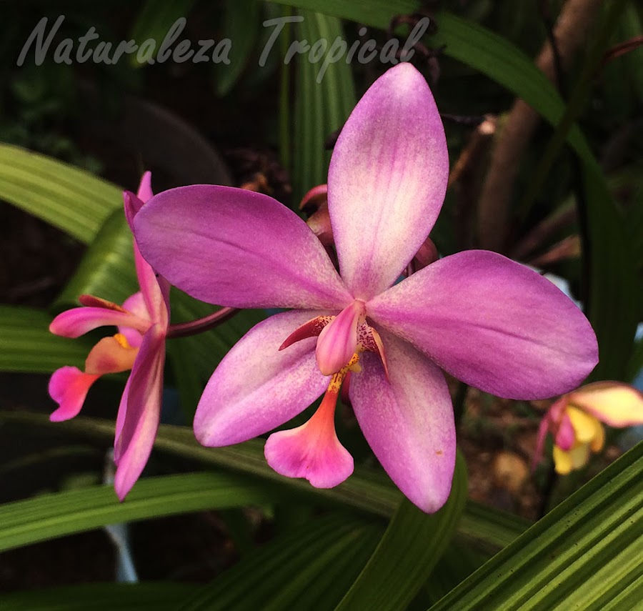 Flor morada con matices claros de un híbrido del género Spathoglottis