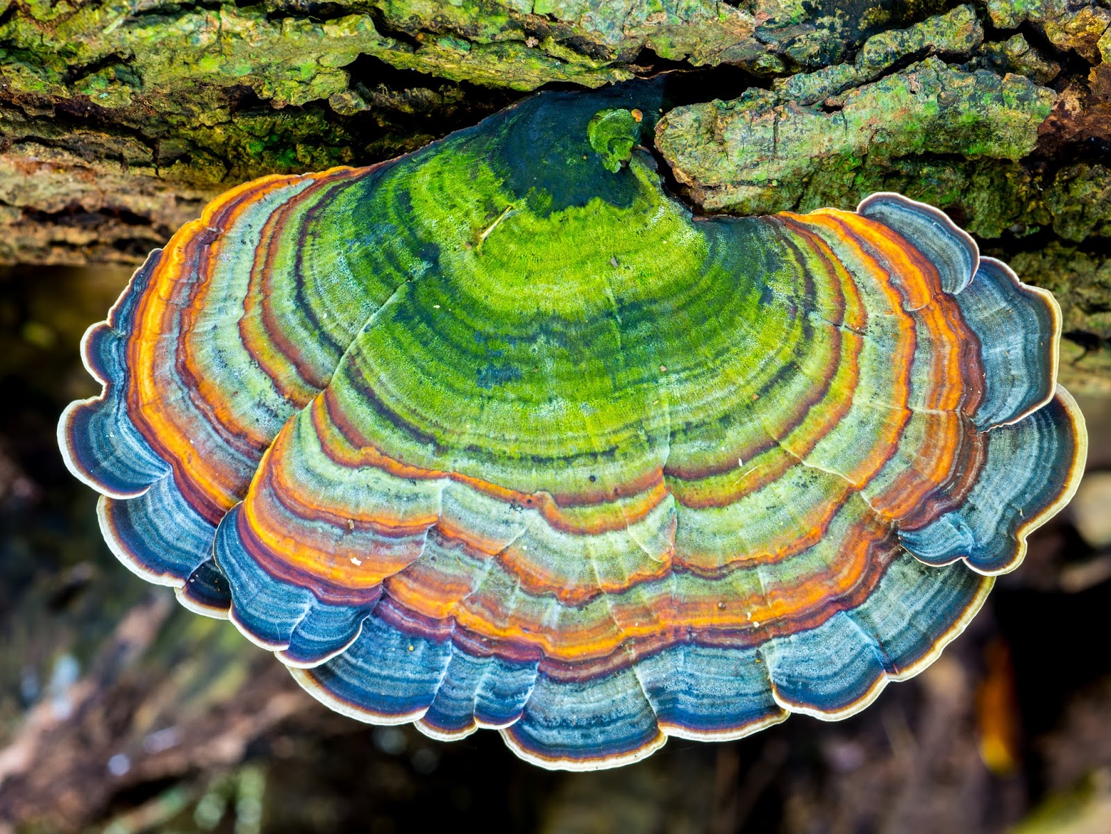The 3 Foragers Foraging for Wild, Natural, Organic Food Wild