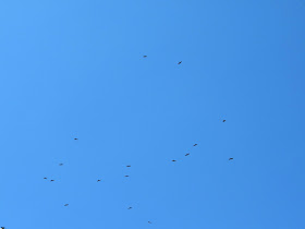 Black Kites - Gibraltar