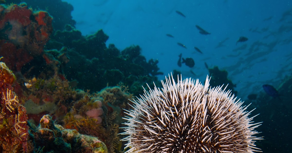 White Sea Urchin & Reef Urchin Earth Blog
