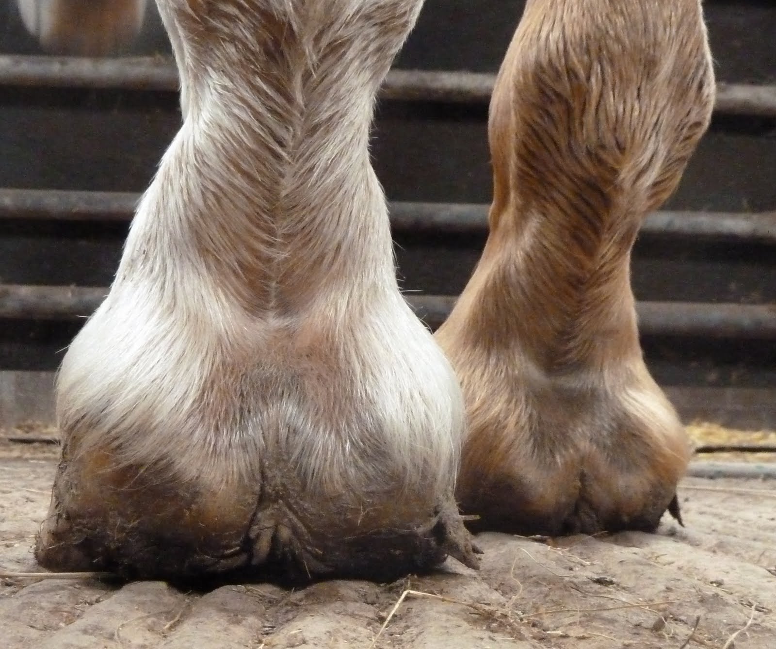 Hooves перевод