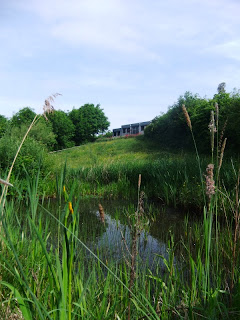 Benwell Nature Park, Newcastle upon Tyne. June 2013