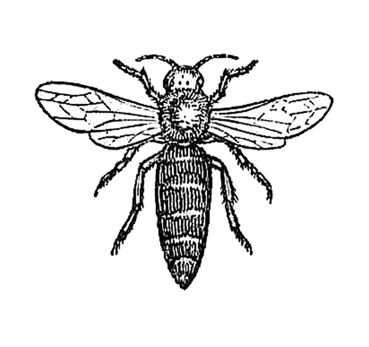 insect clipart black and white - photo #16