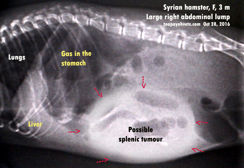 2010vets 2952. A 3monthold Syrian hamster has a large abdominal