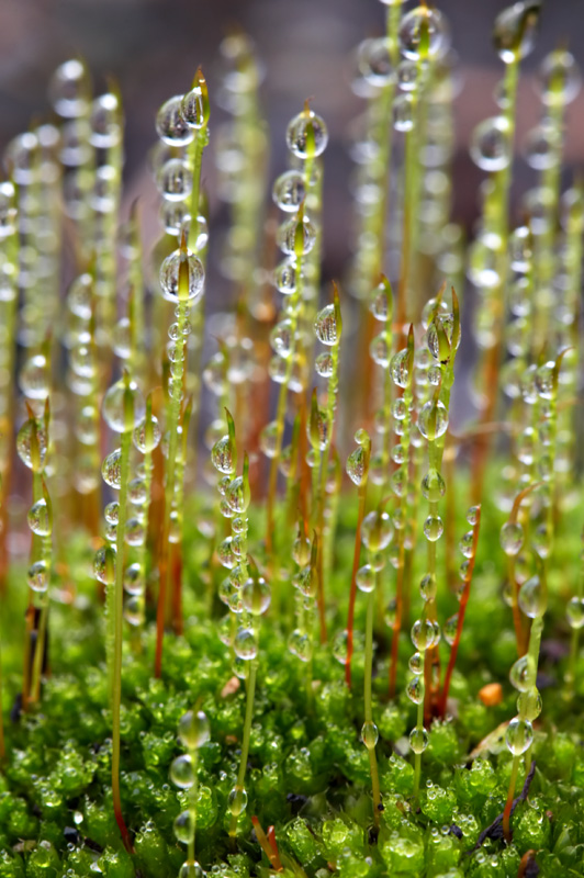 Mengapa Tumbuhan Lumut Dikatakan Sebagai Bentuk Peralihan Antara Thallophyta Dengan Cormophyta Berbagi Bentuk Penting