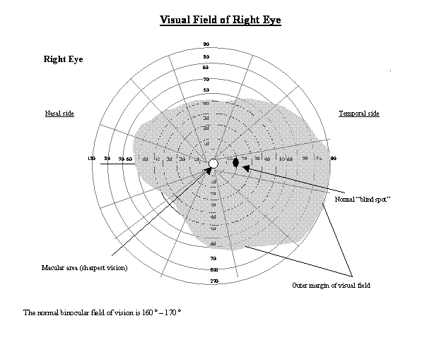 graphic%2B0%2Bvisual-fields.gif