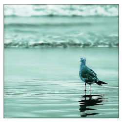 bird kate journal because