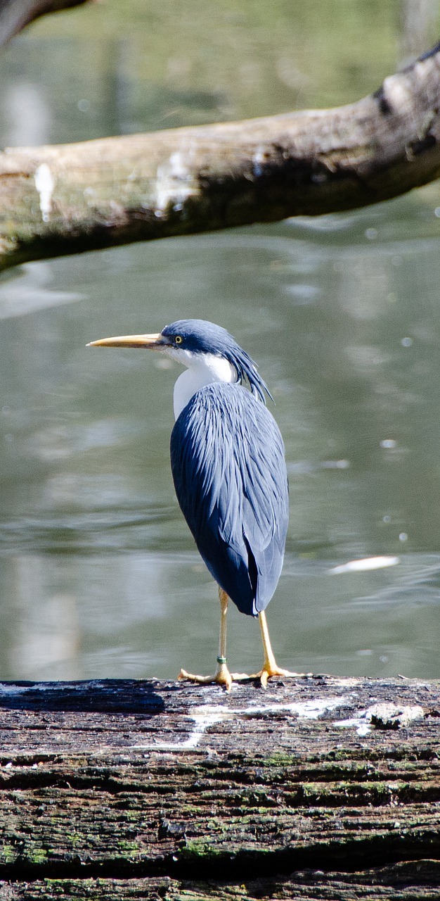 Picture of a pied heron.