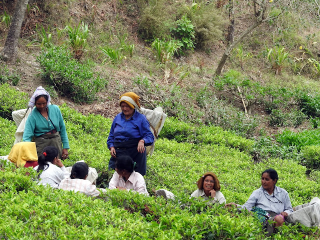 Women at work on a tea-plantation at Makaibari tea plantation, women, work, West Bengal, India