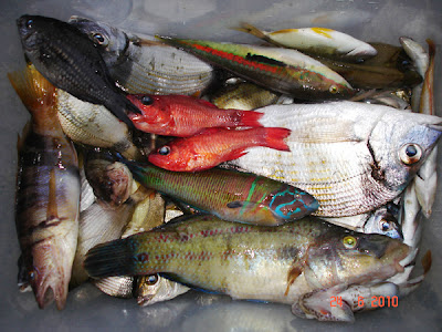 Peste pescuit in Grecia