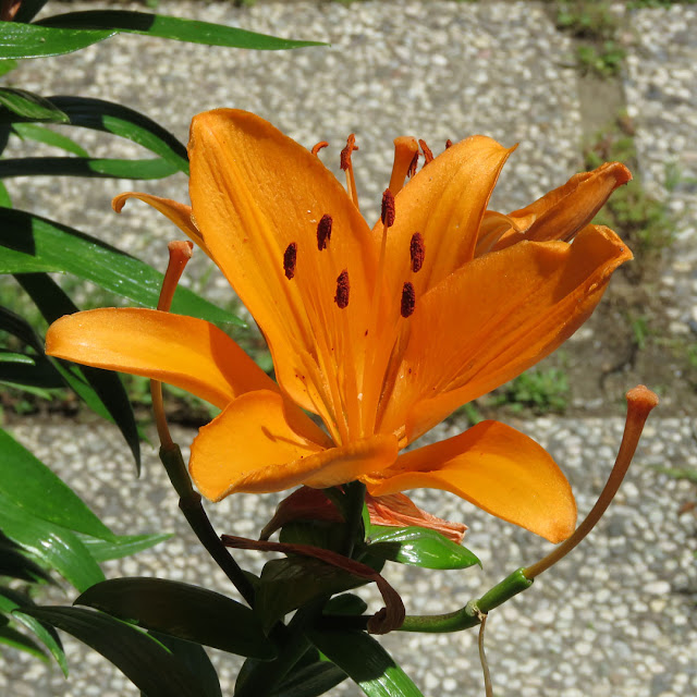 Orange lily, lilium bulbiferum, Viale Marconi, Livorno