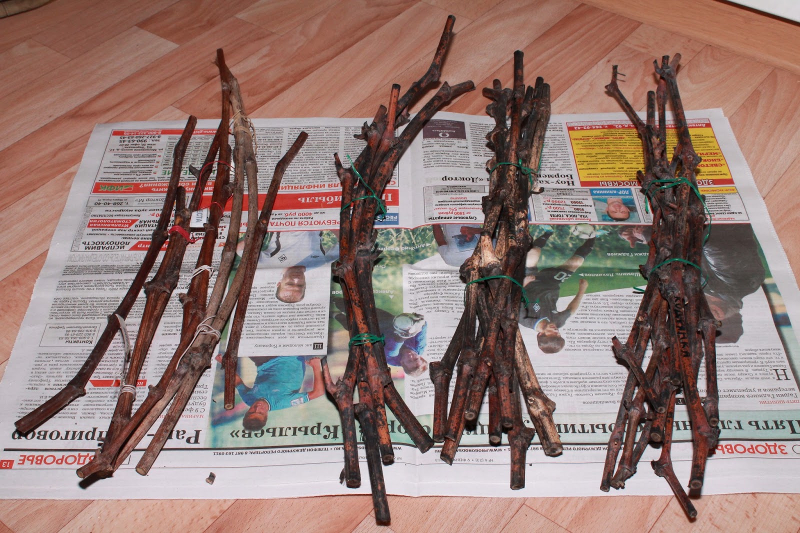 Хранение черенков винограда в погребе. Черенки виноградной лозы. Черенки виноградной лозы. Зимнее хранение посадочного материала. Хранение черенков в опилках.