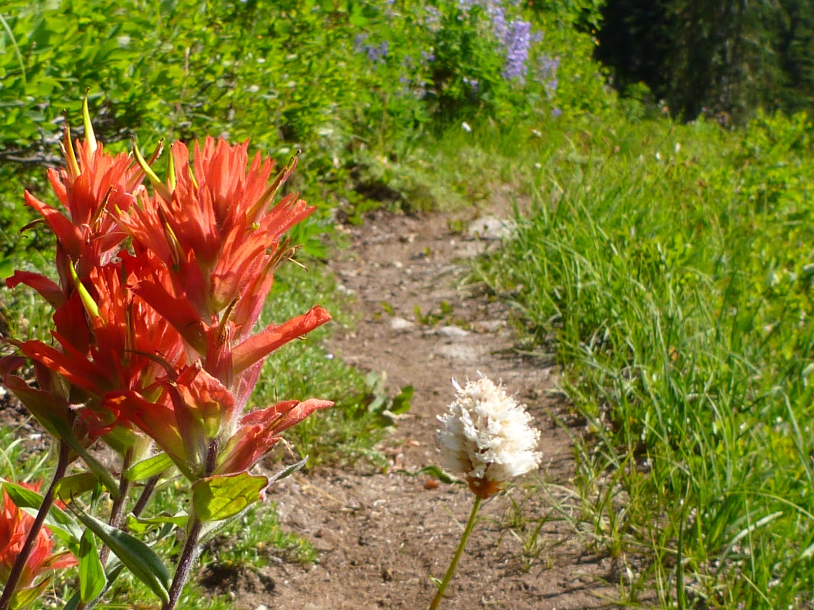 Fieldwork, Travel, and Food Backpacking the Copper Ridge/Chilliwack River Loop