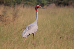 sarus bird tallest crane flying cranes pair saras birding trails newly weds wonder take its worlds custom