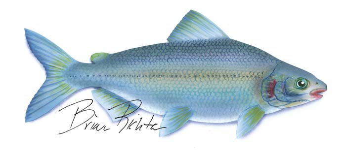 Mountain white-fish,Prosopium williamsoni