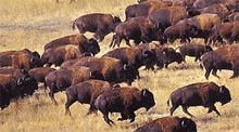 33+ Hewan bison terbesar di dunia info