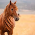 [Ελλάδα]Άγνωστοι σκότωσαν άγρια άλογα στον Τύρναβο