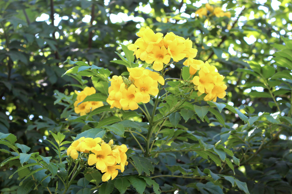 Yellow flowers in Lima, Peru - travel & lifestyle blog