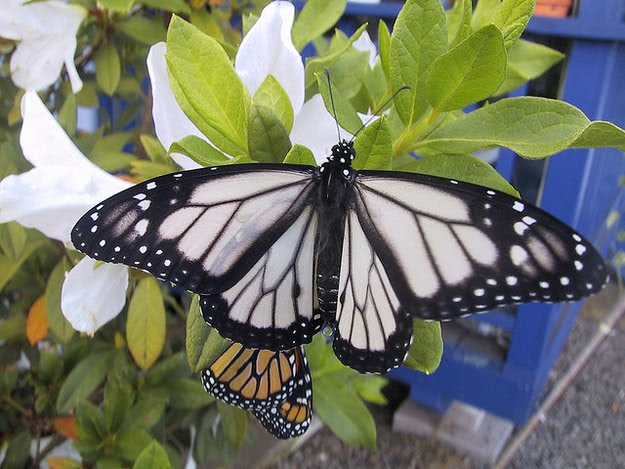 8 oddly colored creatures, amazing creatures, White Monarch Butterflies