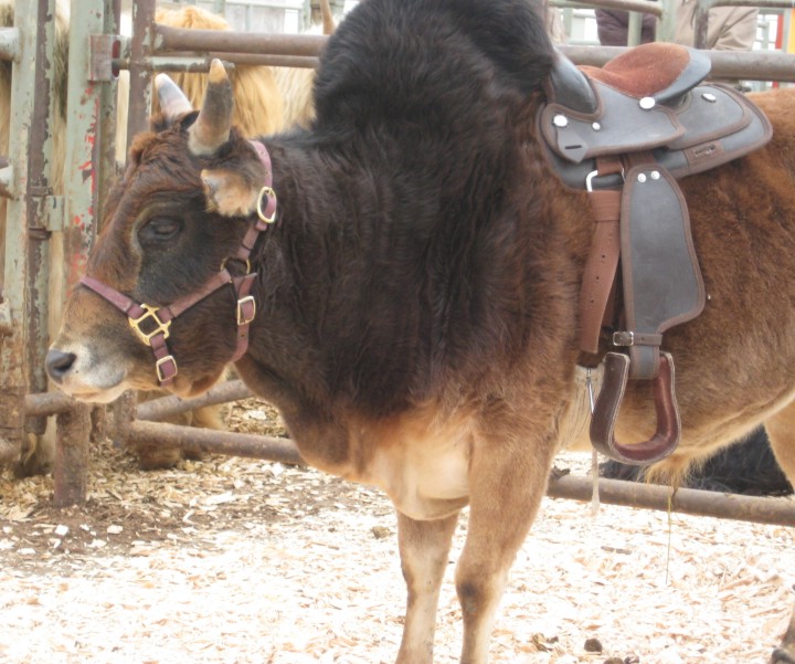LOvely Pets Innisfail Odd and Unusual Animal and Bird Auction
