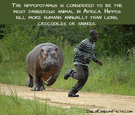 animal facts, facts about animals, interesting animal facts, hippos fact