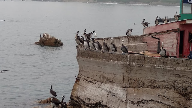 pelicans of Concon, Chile