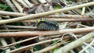 Callimorpha dominula (caterpillar) IMG20170501-153301
