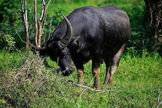 Pesona Wisata Budaya Tana Toraja : Jenis-Jenis Kerbau Atau Tedong di mata Masyarakat Tator pudu'