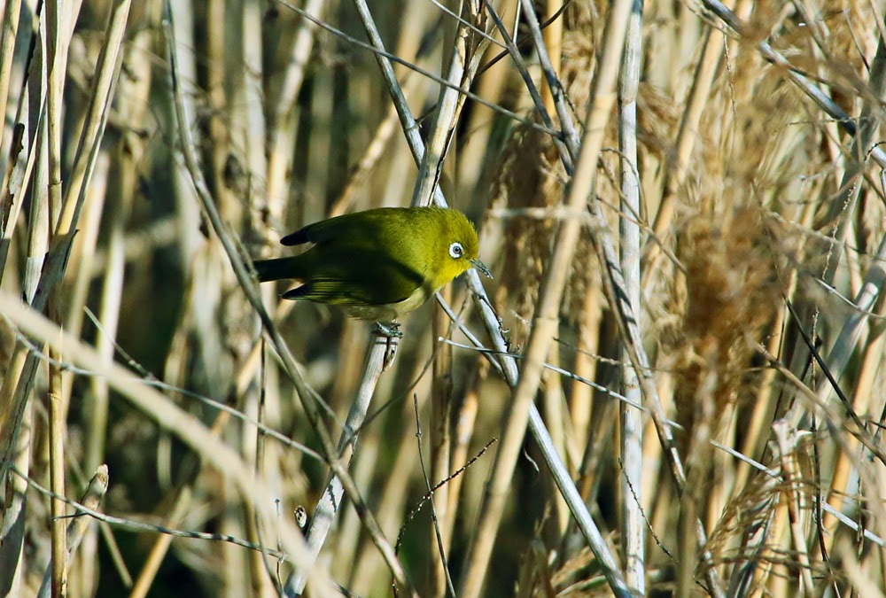 Yamasemi Web Blog 色々な場面でメジロ ｗｅ Can Watch The Japanese White Eye In Various Places