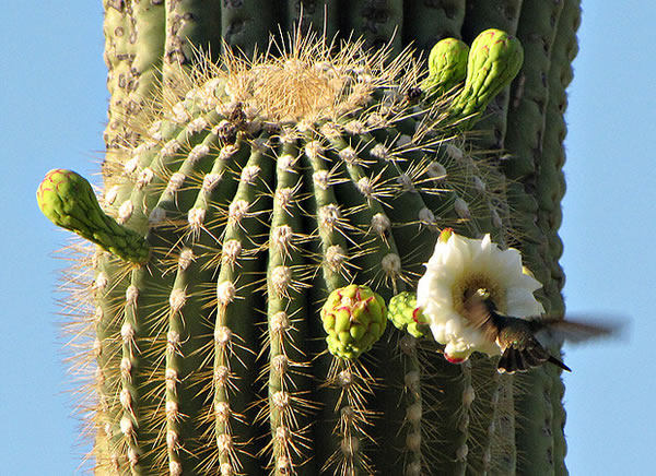 que animales comen flores de noche