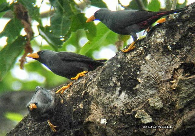 Burung Rio-Rio Jambul