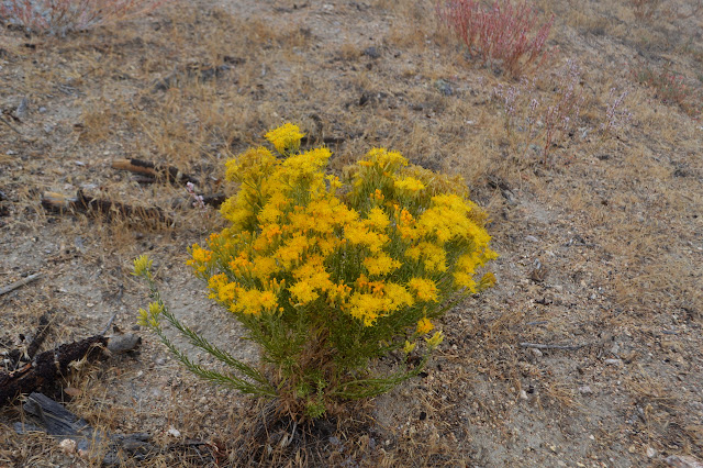 blooming rabbit bush