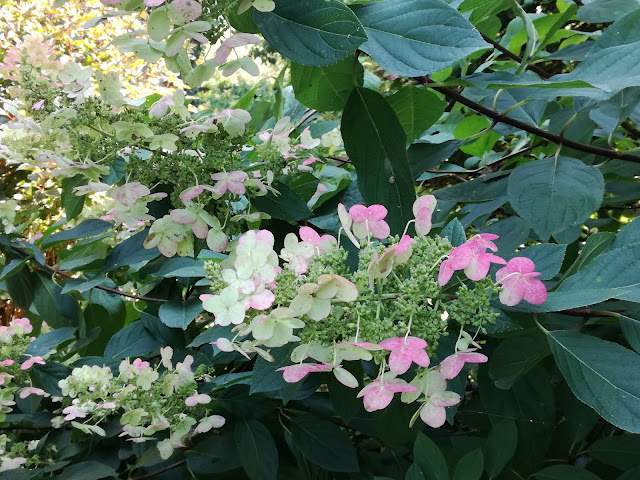 hydrangea paniculata Tardiva