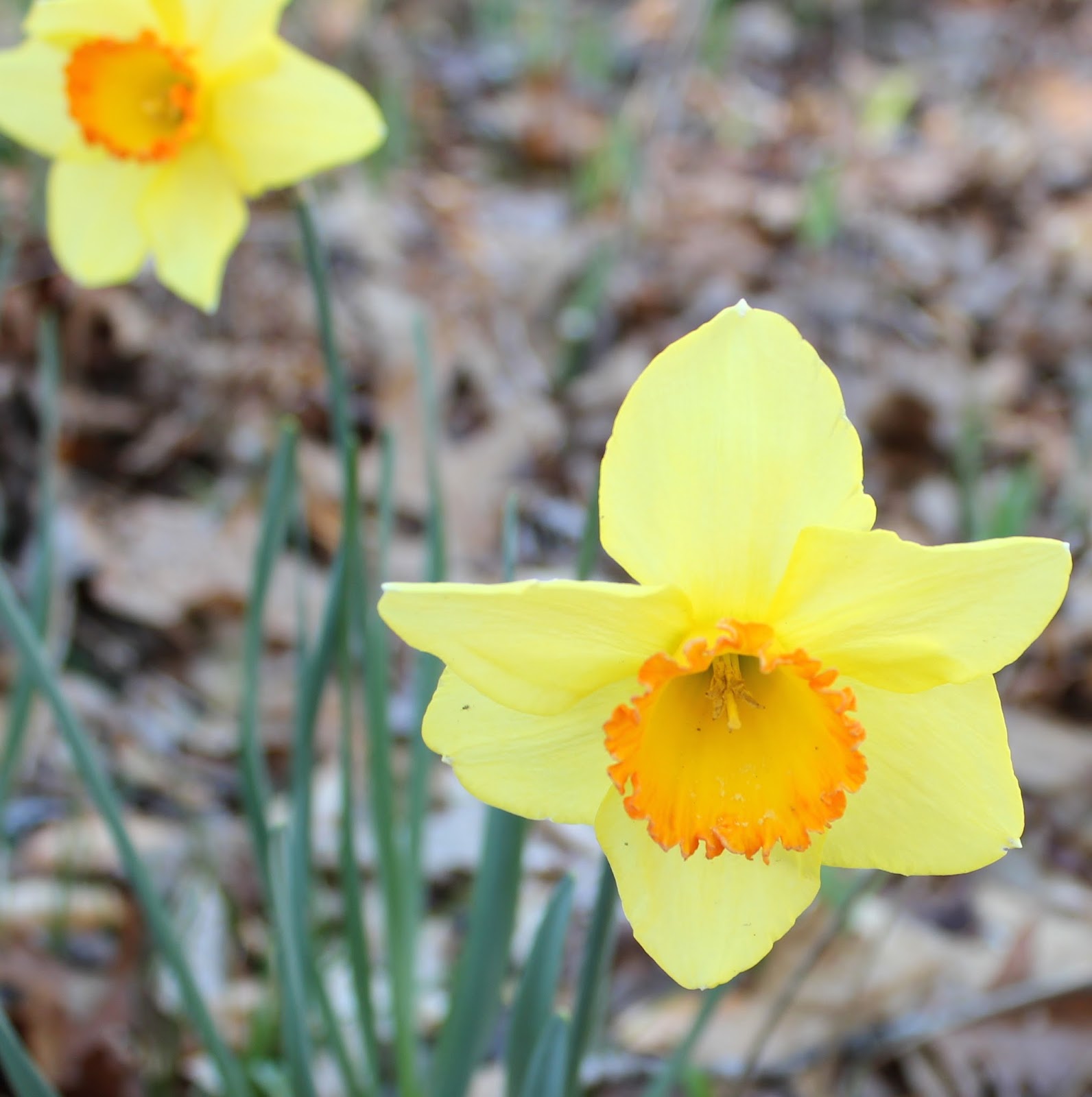 Mountain Moments The Daffodils are Blooming!!!!!