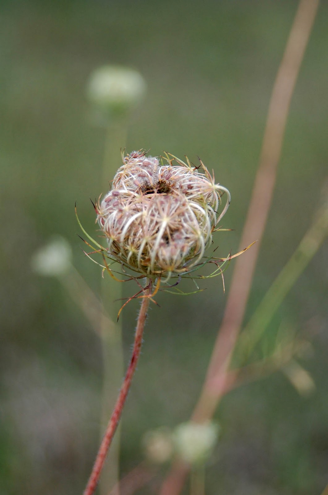 Funology The Art and Science of Playing Outside Stop to Smell the
