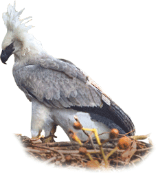 Gavião-real | Harpy Eagle